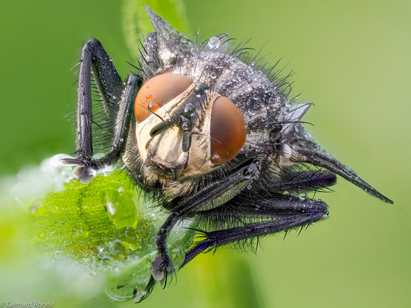Metopia argyrocephala