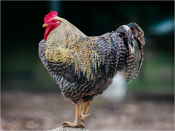 Rex Gallus