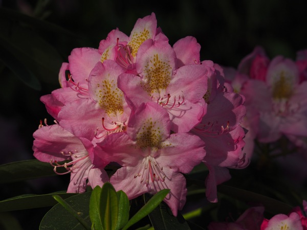 P5244813.JPG