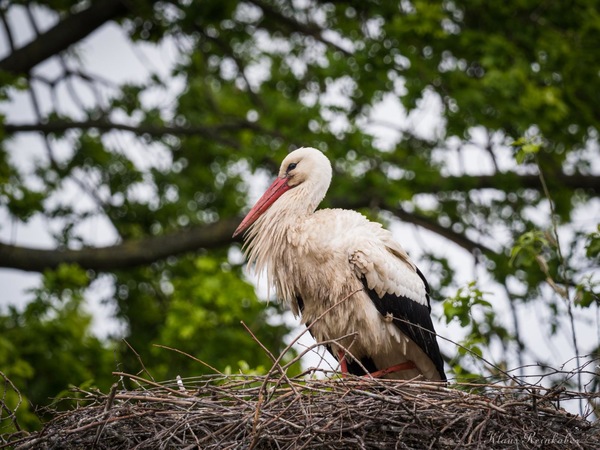 Storch.JPG