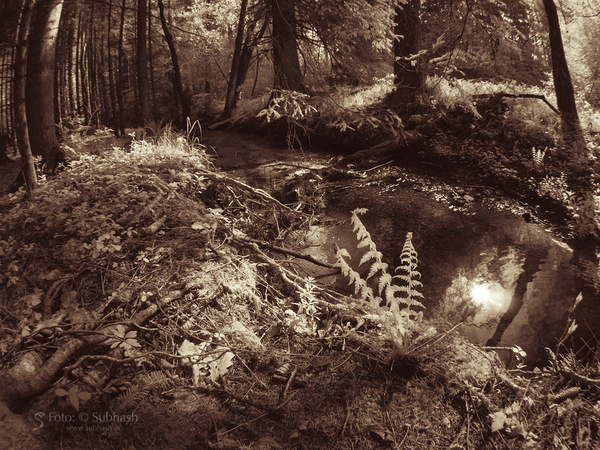 im_wald_195080801.jpg