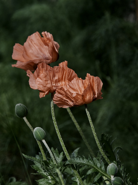 Mohn.jpg