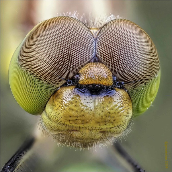 portrait einer heidelibelle
