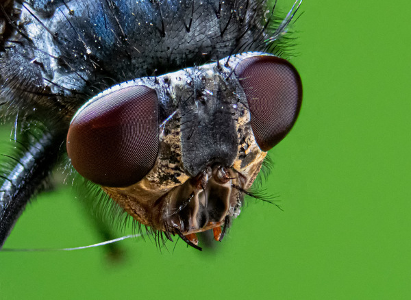 Fliege 2 24. Juni 2019.jpg