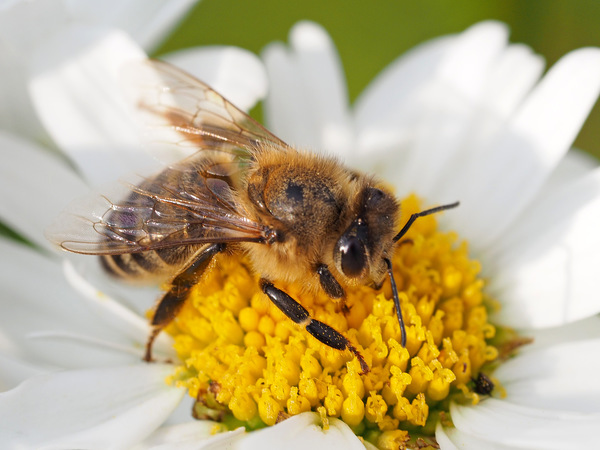 einfach ein Bienchen