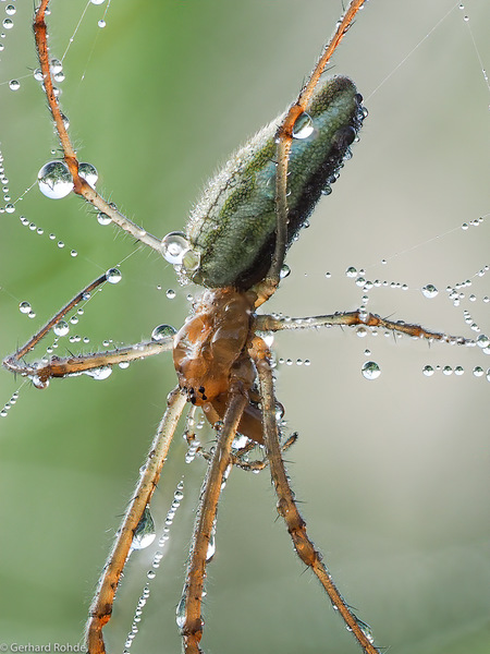 Spinne ...