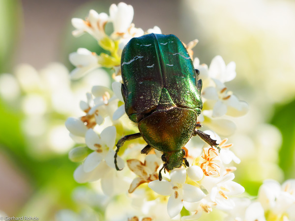 Cetonia aurata