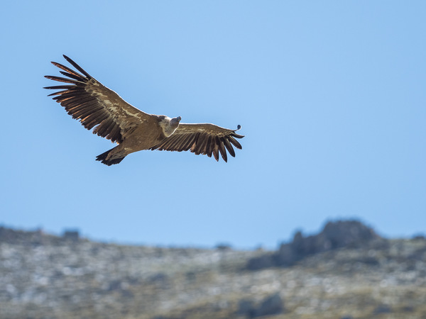 Gänsegeier im Flug