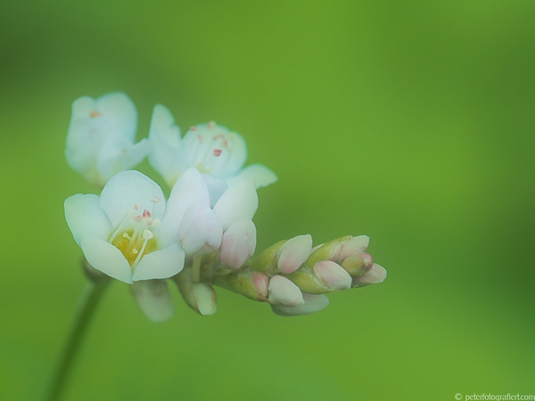Eine Wiesenblume