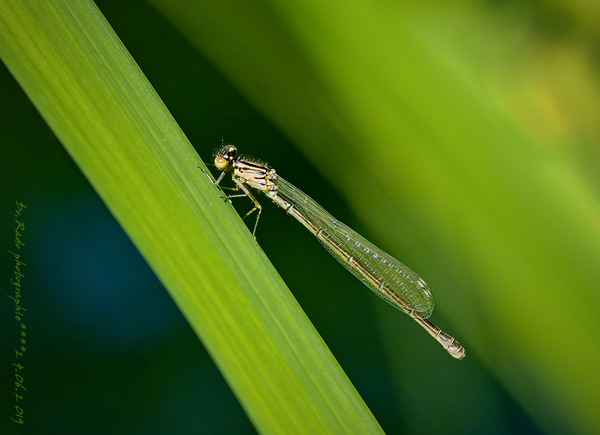 kleine Libelle