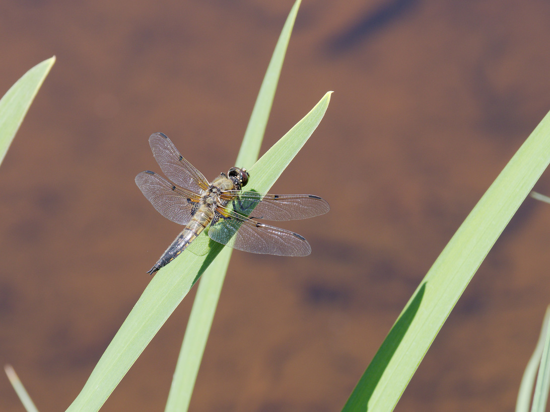 Libelle_12_100mm.jpg