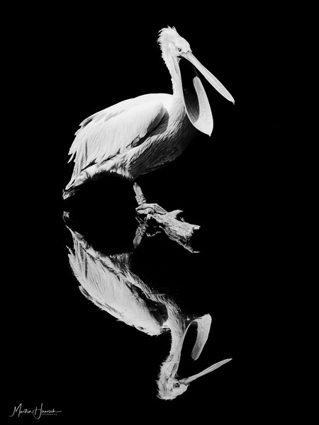 Pelikan