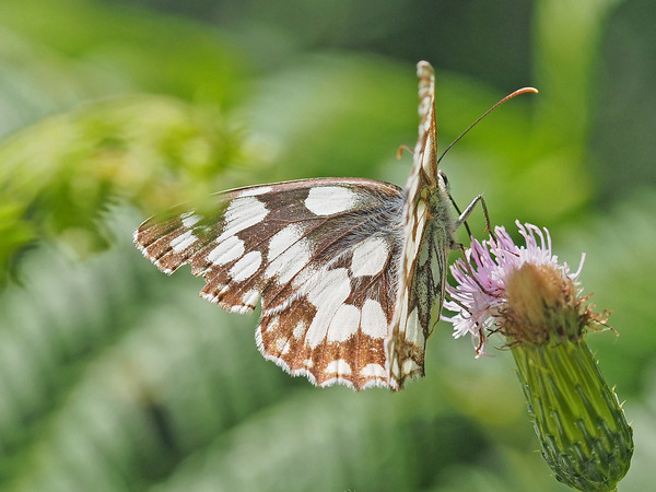 Schachbrettfalter