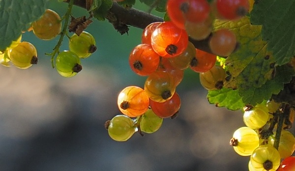P7016917 a, Johannisbeeren 2,.jpg