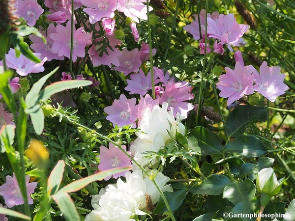 Weisse Rosen und Malven sehen im Gewusel eines Beetes gut aus