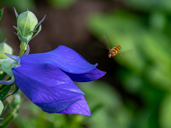 Schwebfliege an Ballonblume 2019_07_05-02.jpg