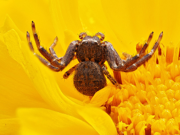 auf der Lauer