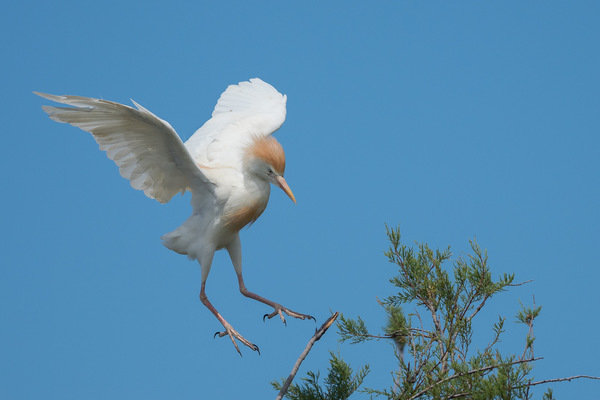 Kuhreiher im Landeanflug
