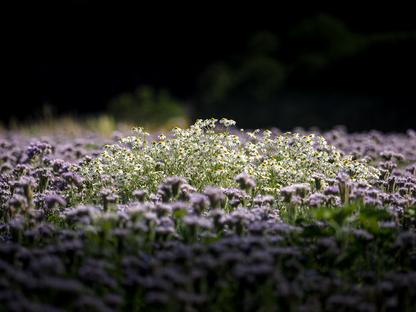 a spot of flowers II