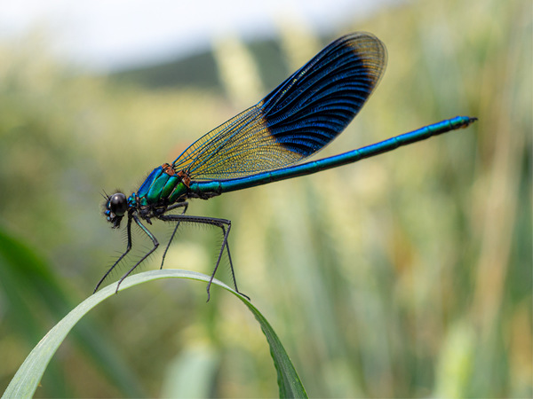 Libelle