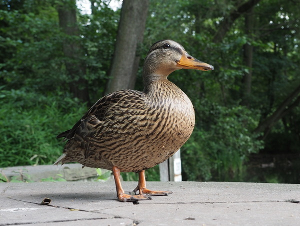 Auf dem "Duck-Walk"
