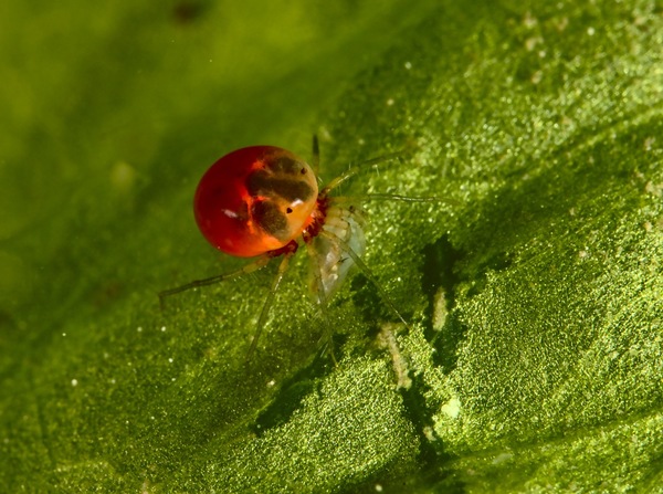Süßwassermilbe