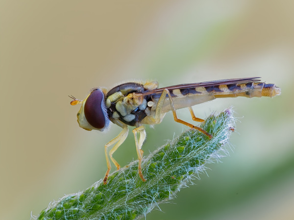 Schwebfliege
