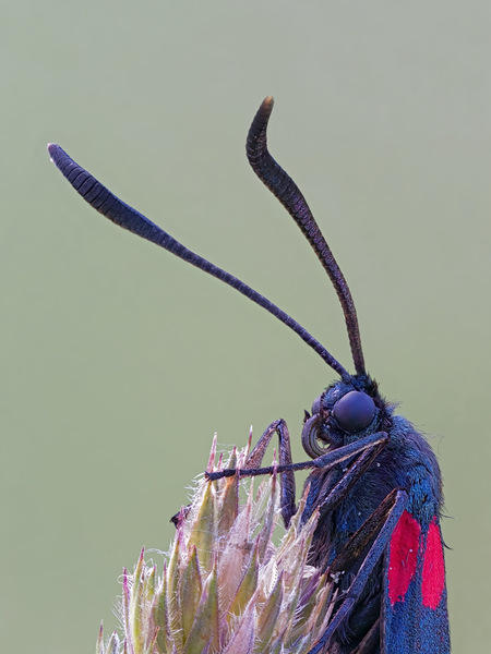Sechsfleck-Widderchen - Zygaena filipendulae