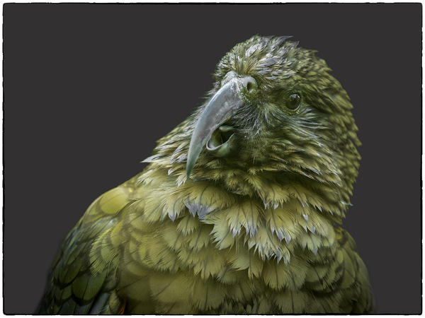 Kea