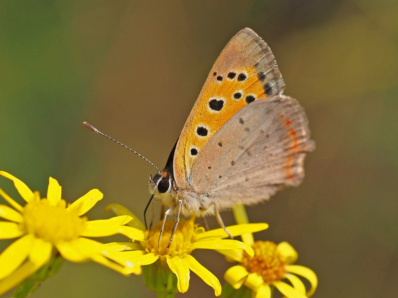 P7260971_kleiner Feuerfalter P7260971_kleiner Feuerfalter