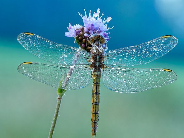 20190825_Libelle_1.jpg