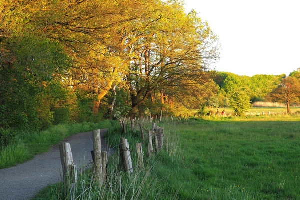 comp_00007704 a, Feldweg, -.jpg