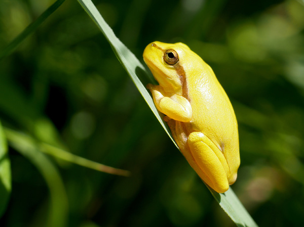 Goldfrosch