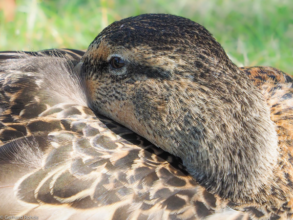 Ente ...