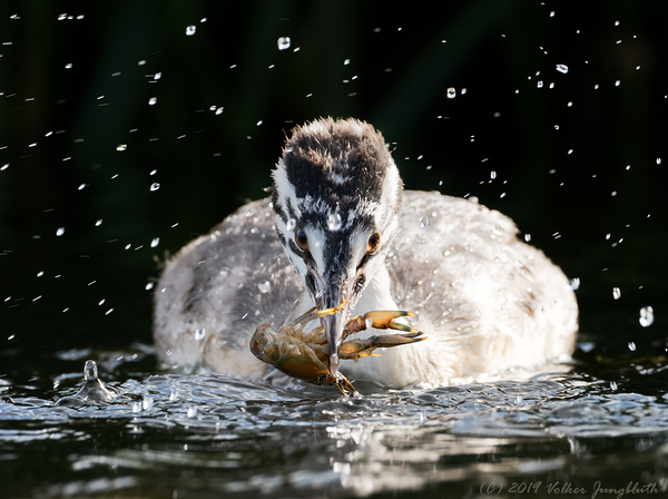 Haubentaucher (Podiceps cristatus) - Fuut