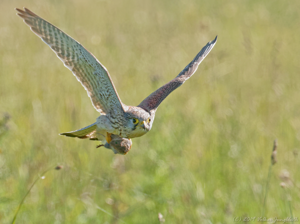 Turmfalke mit Beute (BIF/MFT)