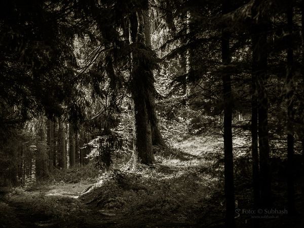 „Weggabelung #8124”