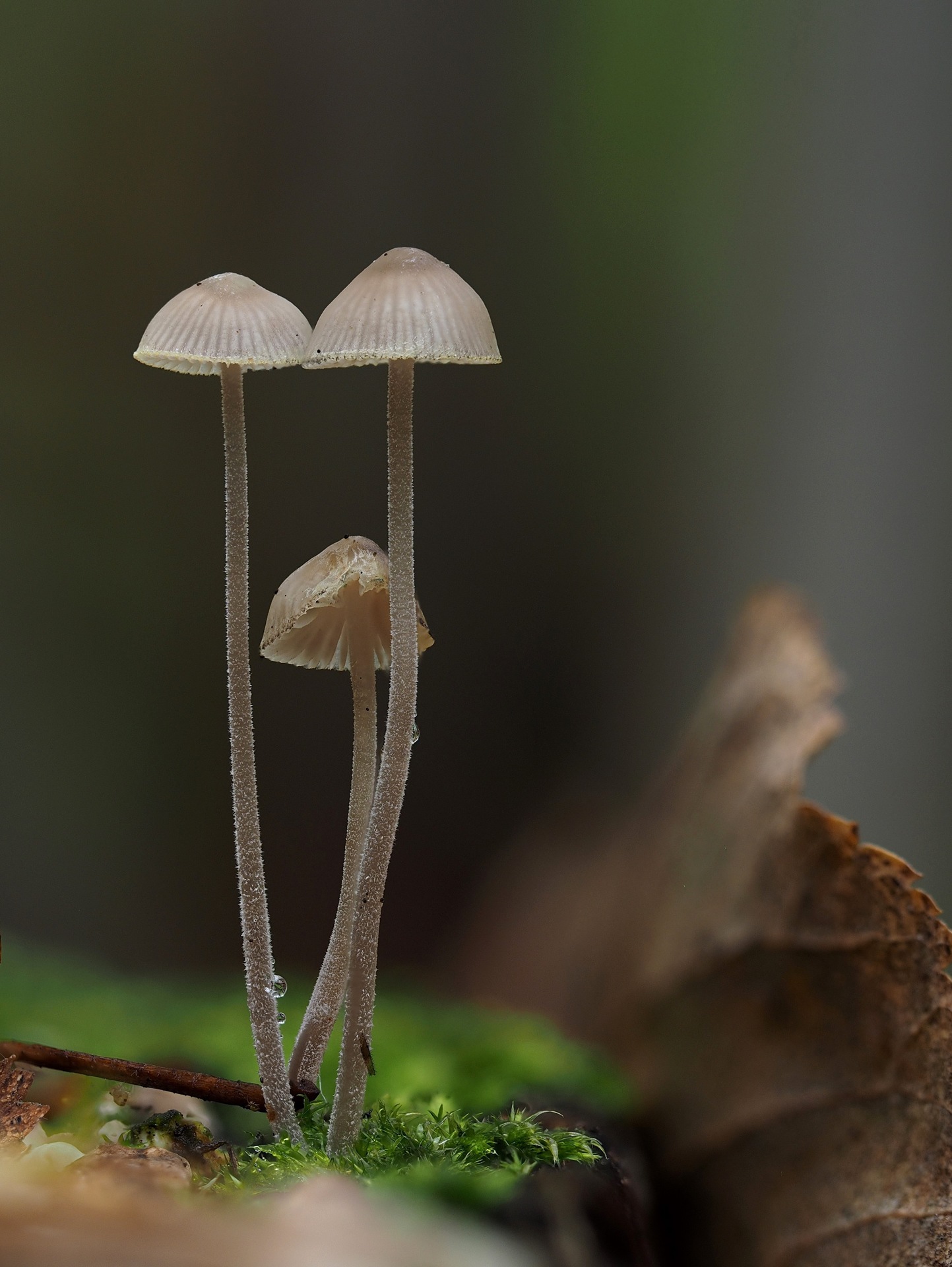 Pilze