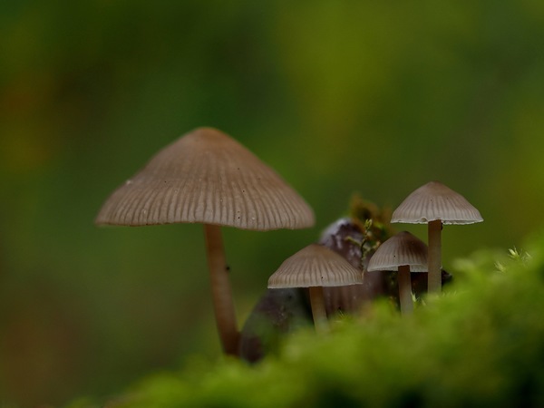 ...und nochmal Pilze-min.jpg