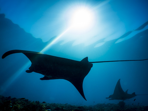 Manta Raja Ampat.jpg