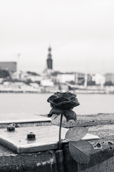 Eine Rose ist eine Rose ...