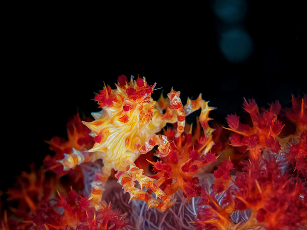 CandyCrab
