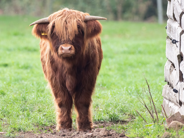 Highland-Cattle-Kalb