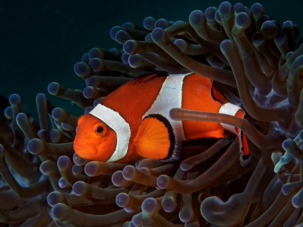 Clownfisch