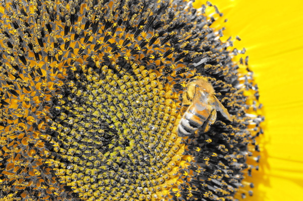 Sonnenblumen