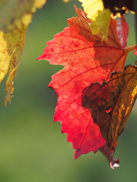 Herbstfarben
