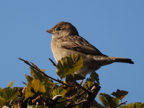 Spatz