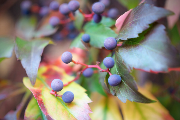 Herbstfarben