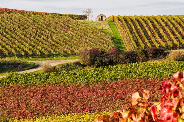 Weinbergshäuschen