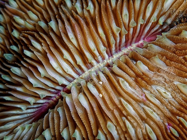 Naturkunst